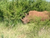 Africa 1 074